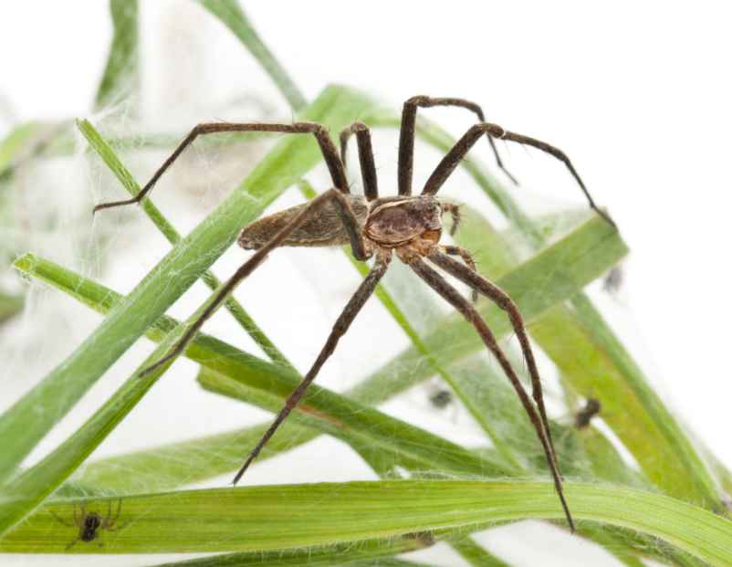 Que faire pour se débarrasser des nids d’araignées dans sa maison ?
